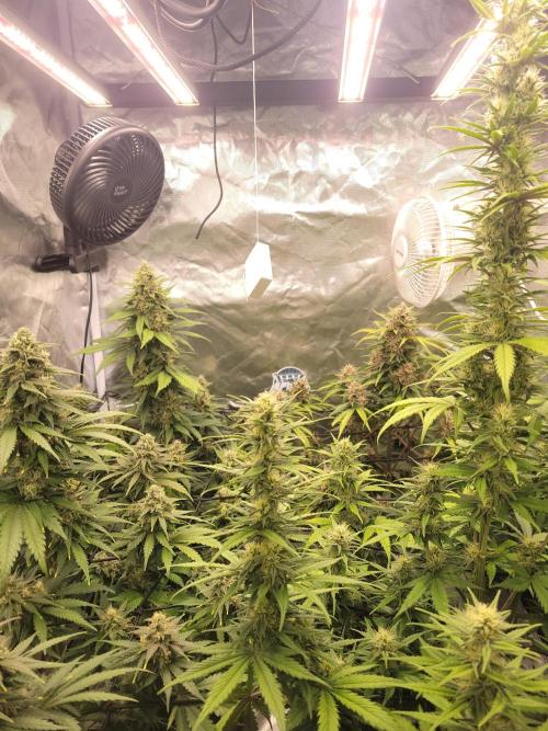 First and quick FASTBUDS sprint. Week 7 - Day 48