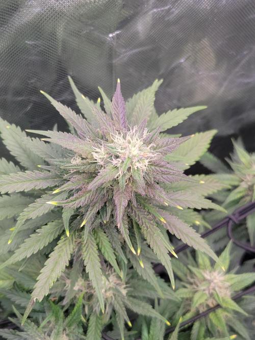 First and quick FASTBUDS sprint. Week 7 - TC