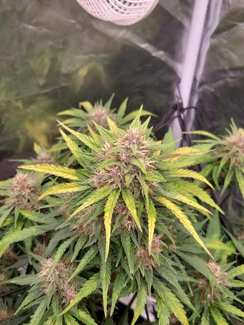 First and quick FASTBUDS sprint. Week 7 - PL