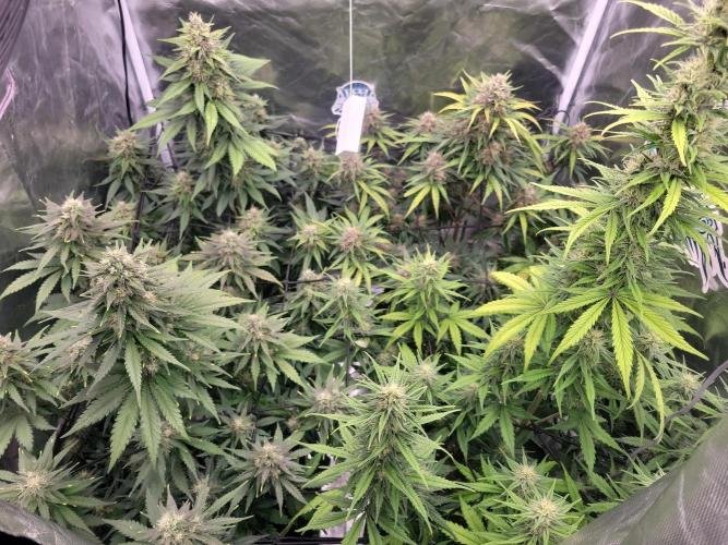 First and quick FASTBUDS sprint. Week 7 - Day 49