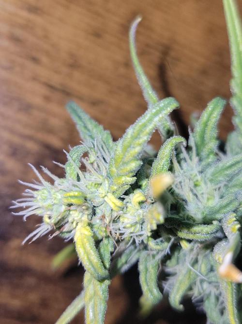 First and quick FASTBUDS sprint. Week 8 - Hermes headbud