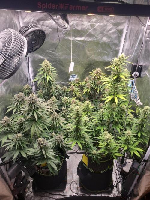 First and quick FASTBUDS sprint. Week 8 - Day 53