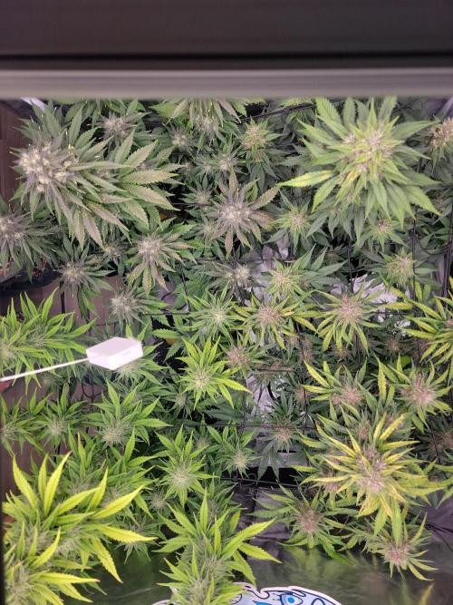 First and quick FASTBUDS sprint. Week 8