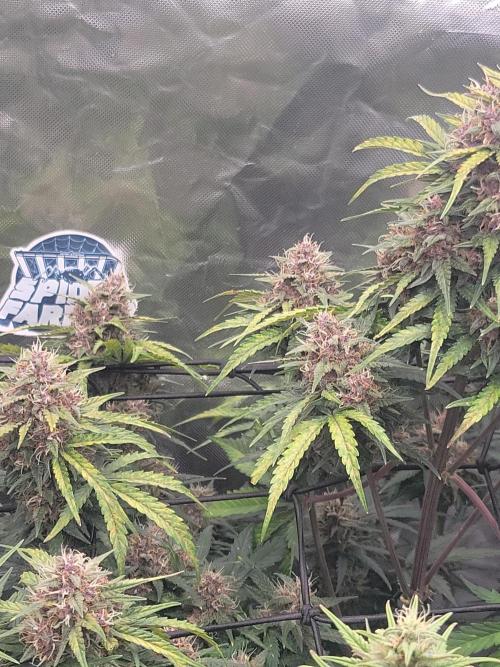 First and quick FASTBUDS sprint. Week 8 - PL