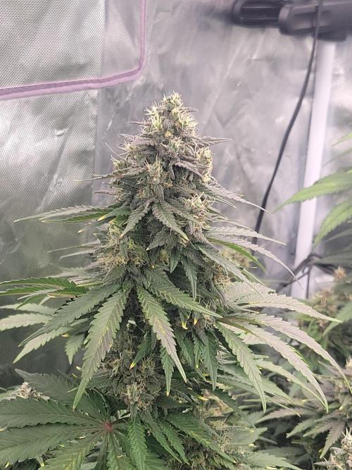 First and quick FASTBUDS sprint. Week 8 - TC