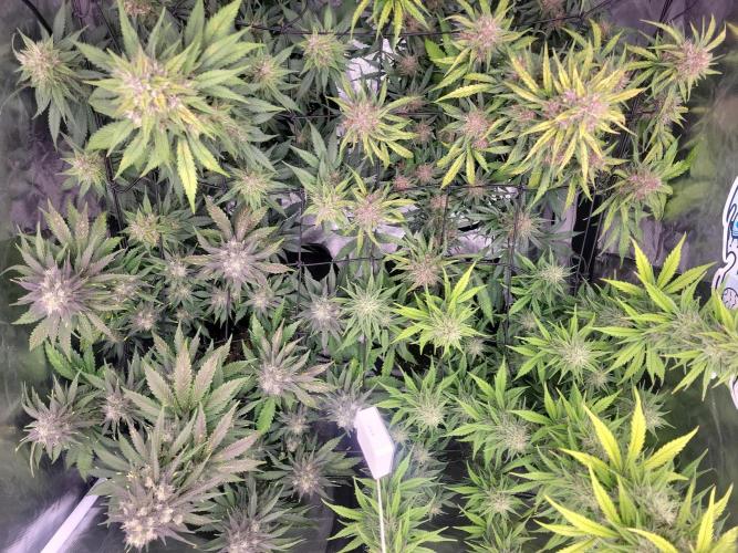 First and quick FASTBUDS sprint. Week 8 - Day 55