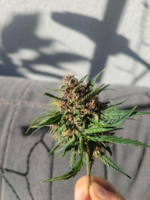 First and quick FASTBUDS sprint. Week 8 - Couldnt resist the terps