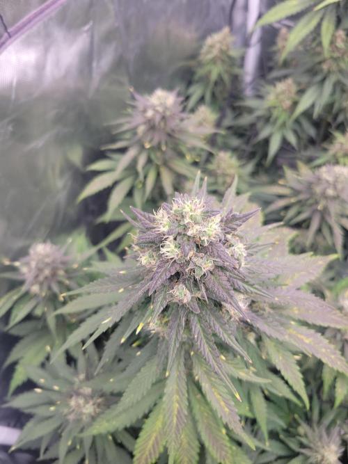 First and quick FASTBUDS sprint. Week 8 - Day 56 TC