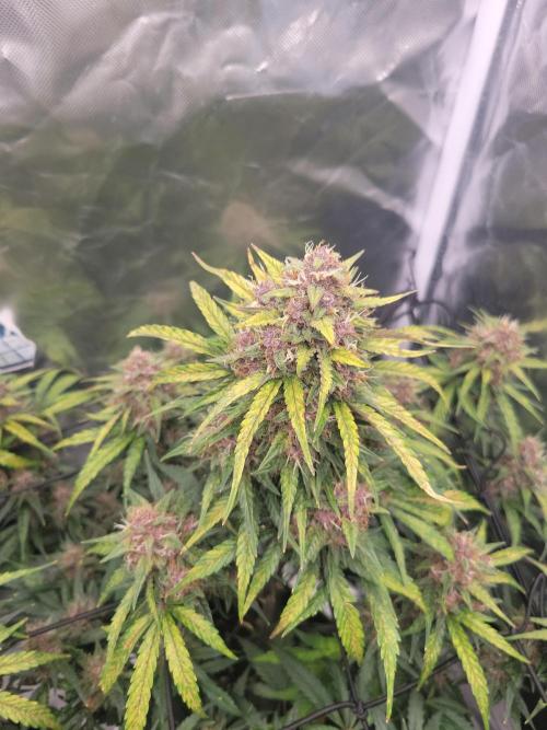 First and quick FASTBUDS sprint. Week 8 - PL
