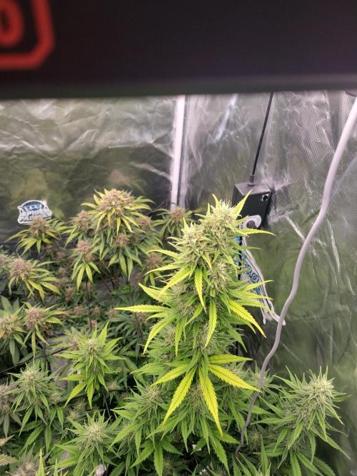First and quick FASTBUDS sprint. Week 8 - SJ