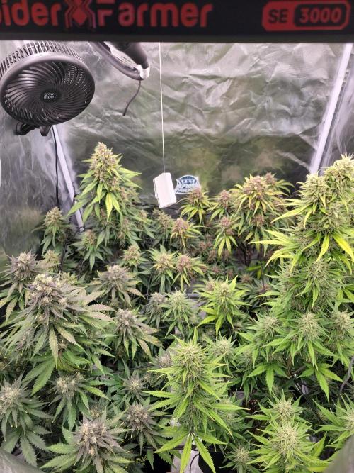 First and quick FASTBUDS sprint. Week 9 - Day 58