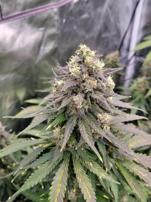 First and quick FASTBUDS sprint. Week 9 - TC