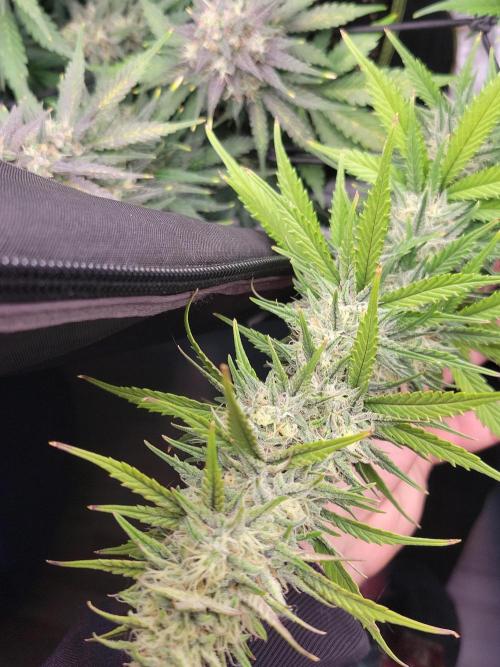 First and quick FASTBUDS sprint. Week 9 - SJ getting frosty