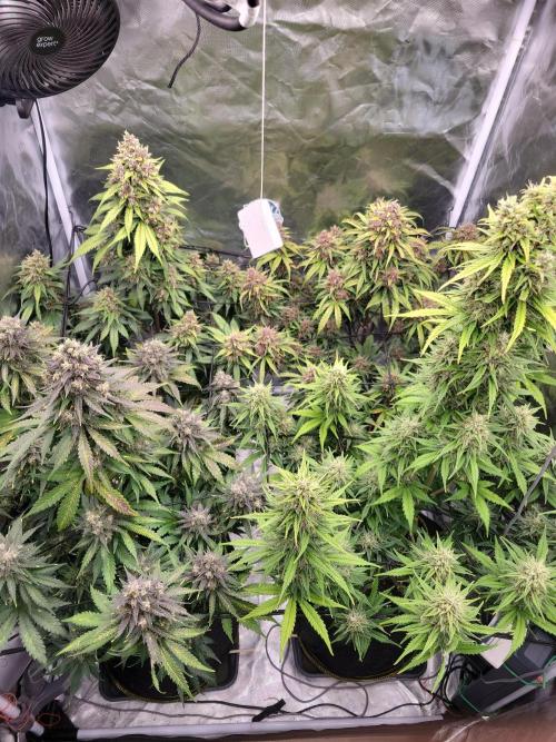 First and quick FASTBUDS sprint. Week 9 - Day 61