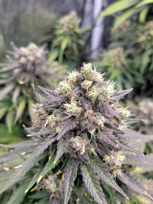 First and quick FASTBUDS sprint. Week 9 - Day 63