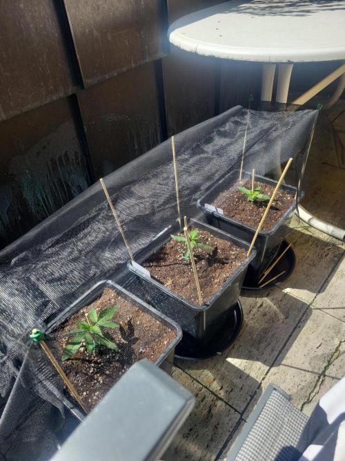 Outdoor 2026 Fastbuds. Week 1 - Day 7