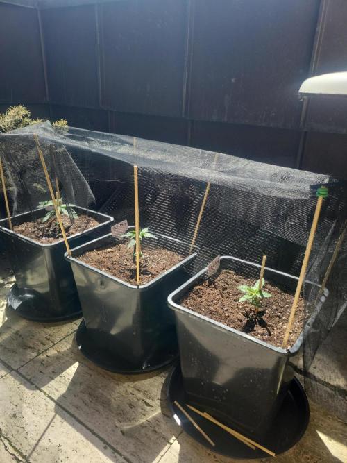 Outdoor 2026 Fastbuds. Week 1