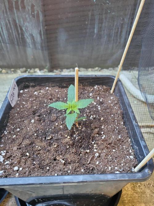 Outdoor 2026 Fastbuds. Week 1