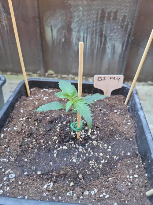 Outdoor 2026 Fastbuds. Week 1