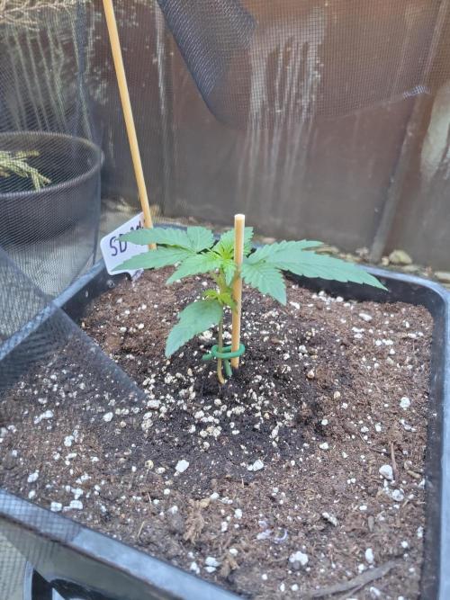 Outdoor 2026 Fastbuds. Week 1