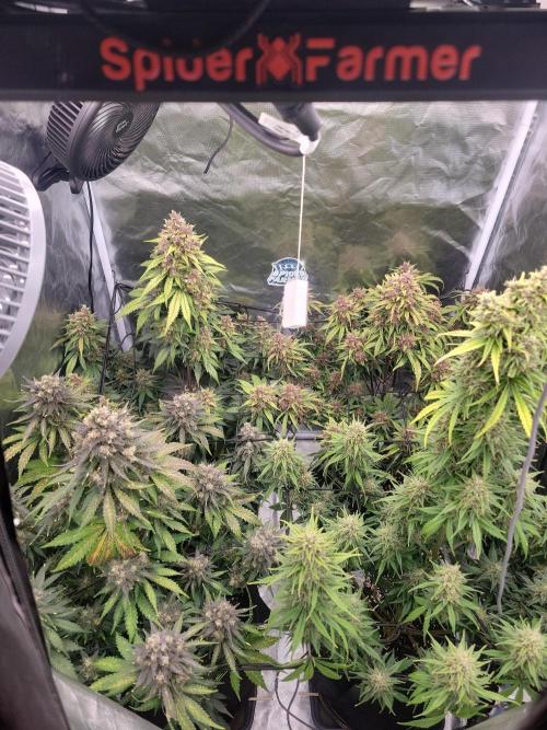 First and quick FASTBUDS sprint. Week 10 - Day 66