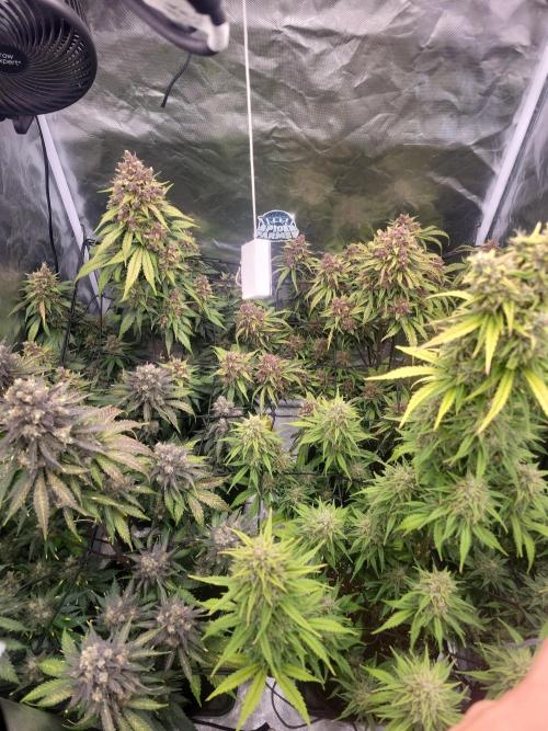 First and quick FASTBUDS sprint. Week 10 - Day 68