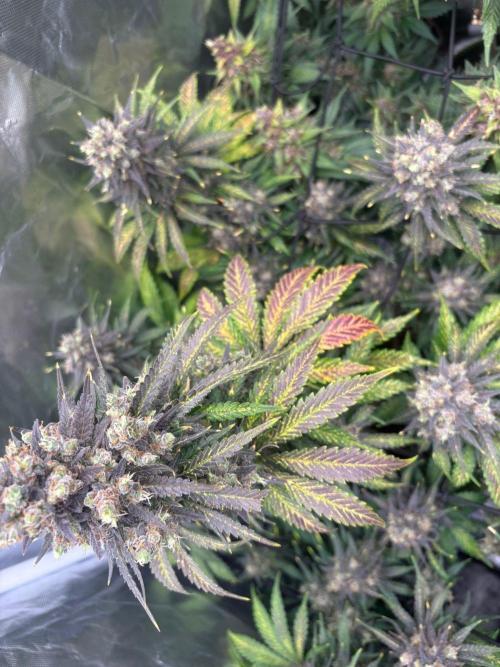 First and quick FASTBUDS sprint. Week 10 - The fade is real 💚❤️💜