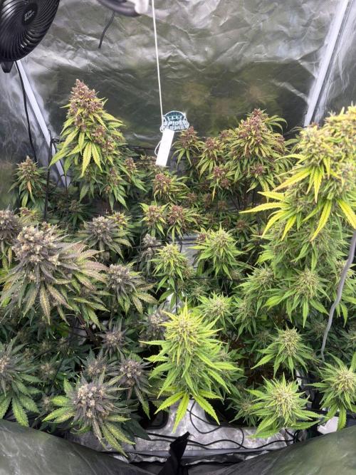 First and quick FASTBUDS sprint. Week 10 - Day 71