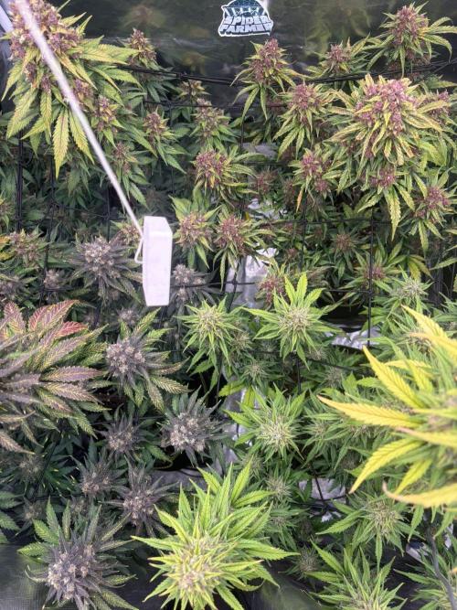 First and quick FASTBUDS sprint. Week 10