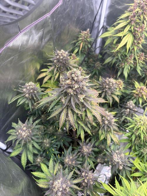 First and quick FASTBUDS sprint. Week 10 - TC