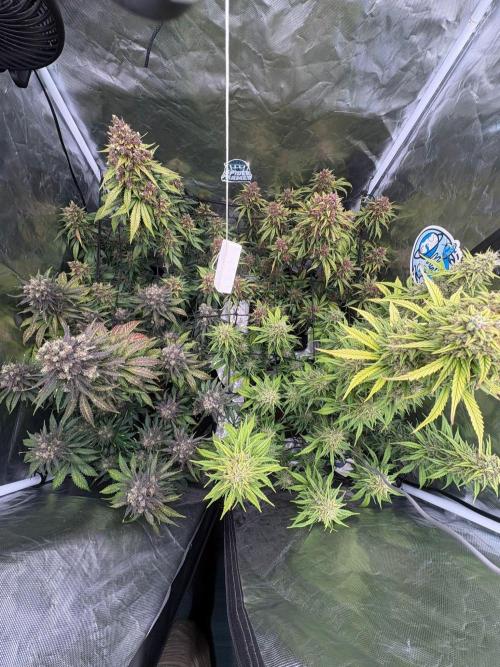 First and quick FASTBUDS sprint. Week 10 - Love 💚❤️💜🧡