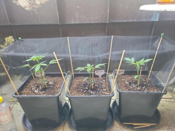 Outdoor 2026 Fastbuds. Week 2 - Day 14