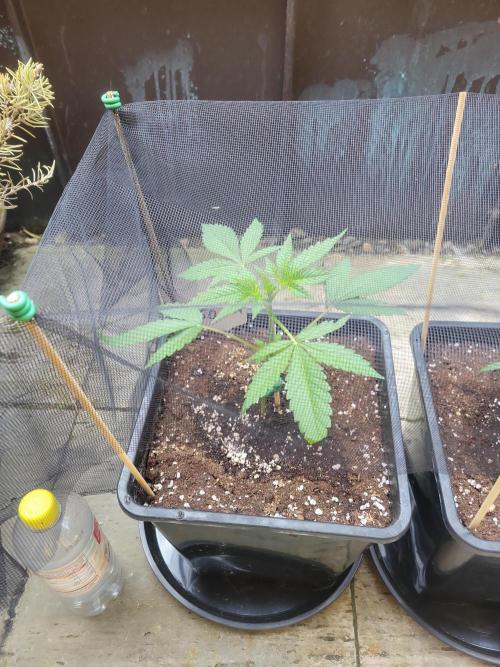 Outdoor 2026 Fastbuds. Week 2