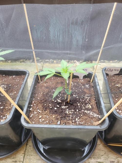 Outdoor 2026 Fastbuds. Week 2