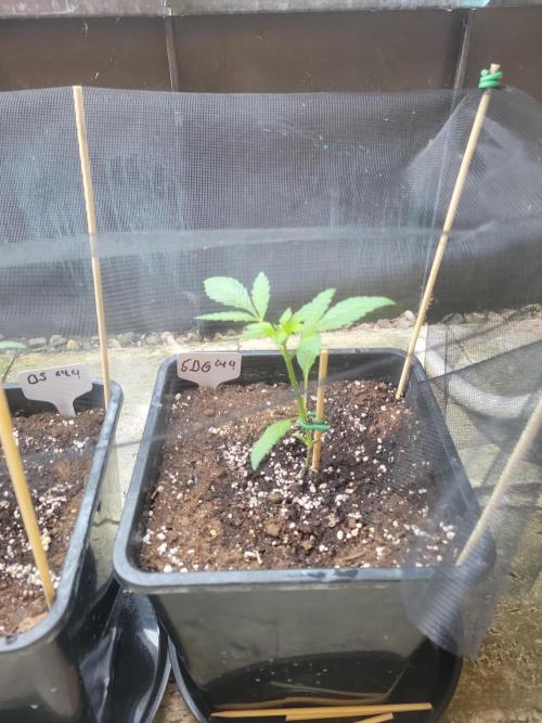 Outdoor 2026 Fastbuds. Week 2