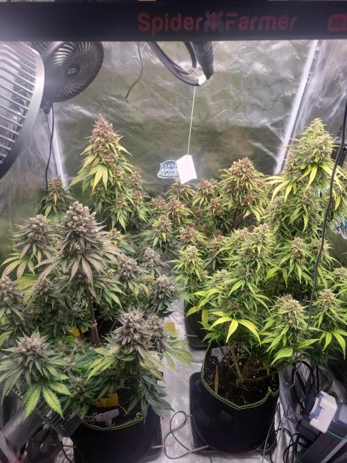 First and quick FASTBUDS sprint. Week 11 - Day 74