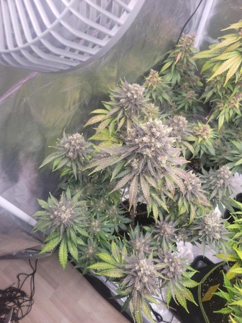 First and quick FASTBUDS sprint. Week 11 - TC