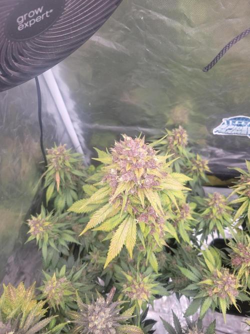 First and quick FASTBUDS sprint. Week 11 - LC