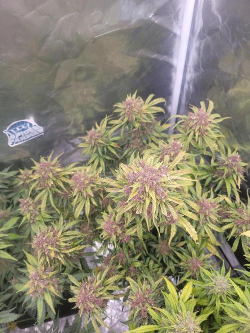 First and quick FASTBUDS sprint. Week 11 - PL
