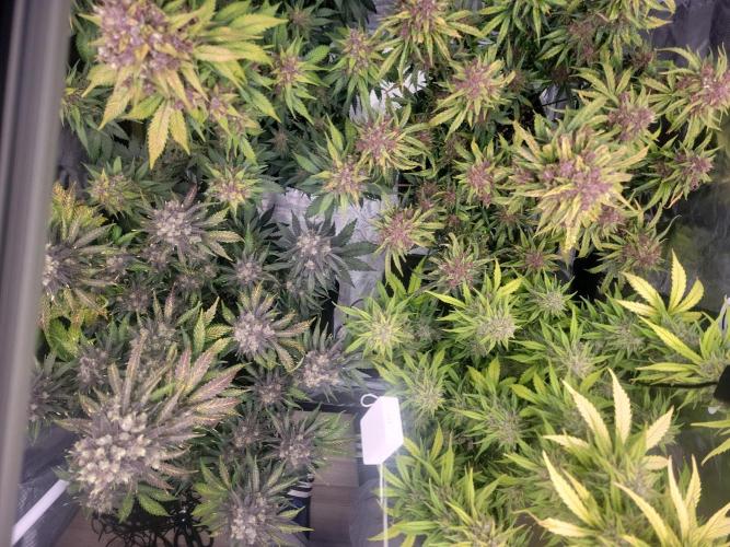 First and quick FASTBUDS sprint. Week 11