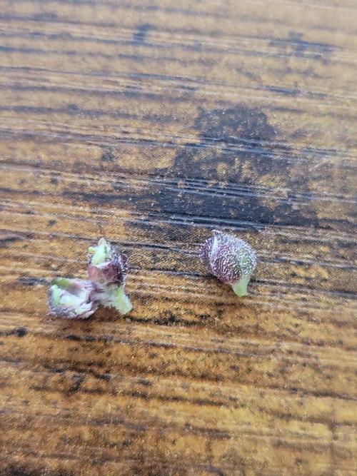 First and quick FASTBUDS sprint. Week 11 - Found some sacks on the LC