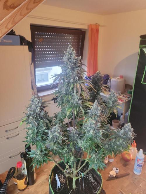First and quick FASTBUDS sprint. Week 11 - TC