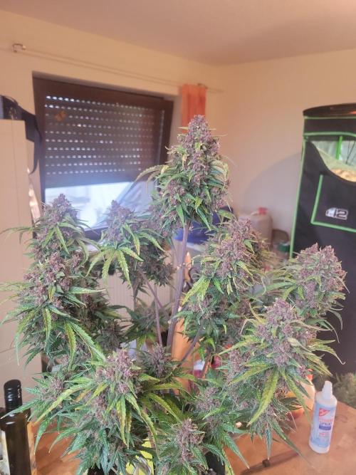 First and quick FASTBUDS sprint. Week 11 - PL