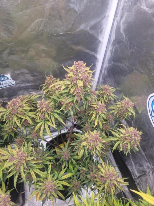 First and quick FASTBUDS sprint. Week 11 - PL