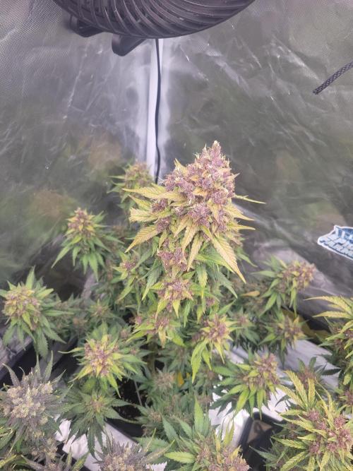 First and quick FASTBUDS sprint. Week 11 - LC
