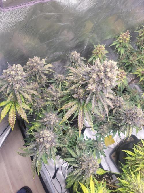 First and quick FASTBUDS sprint. Week 11 - TC