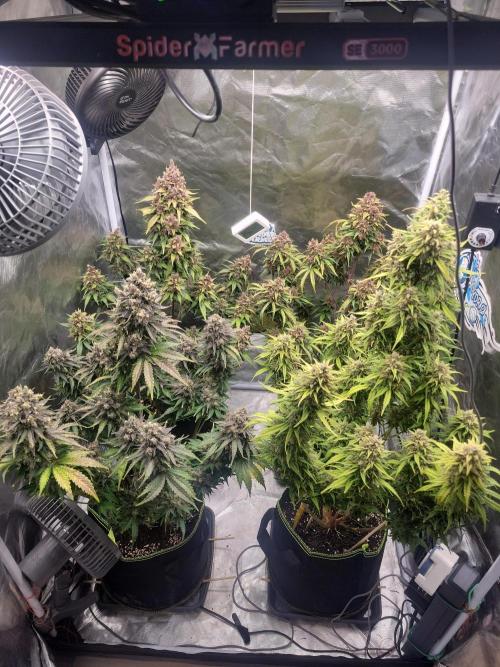 First and quick FASTBUDS sprint. Week 11 - Day 77
