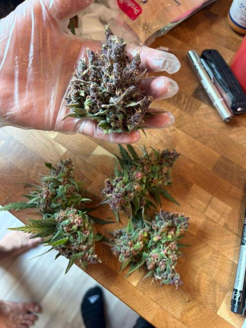 First and quick FASTBUDS sprint. Week 12 - Whole headbud