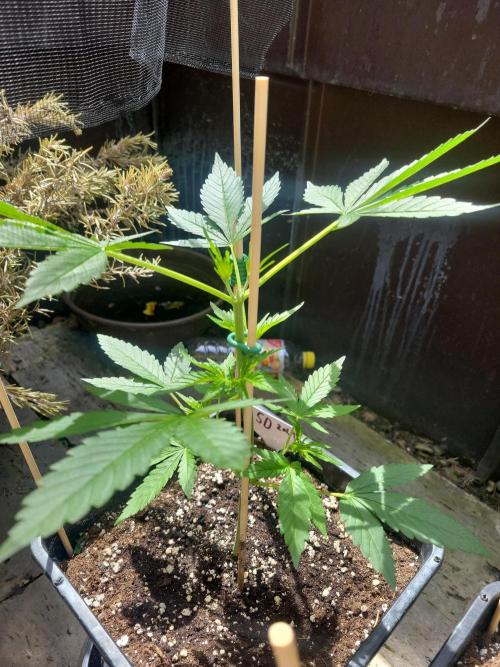 Outdoor 2026 Fastbuds. Week 3