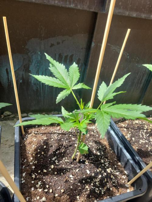 Outdoor 2026 Fastbuds. Week 3